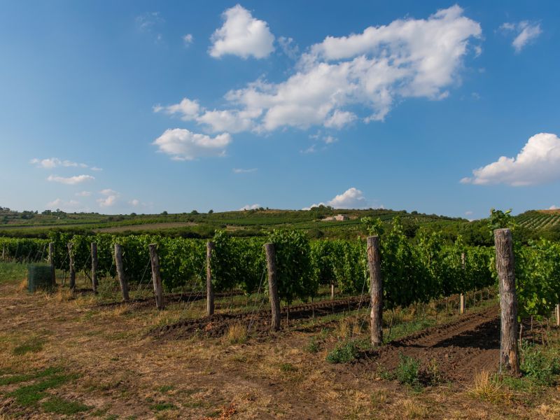 Liščí vrch